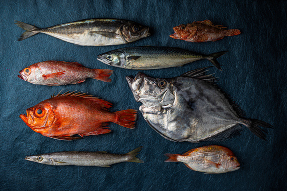 香住で獲れる様々な魚
